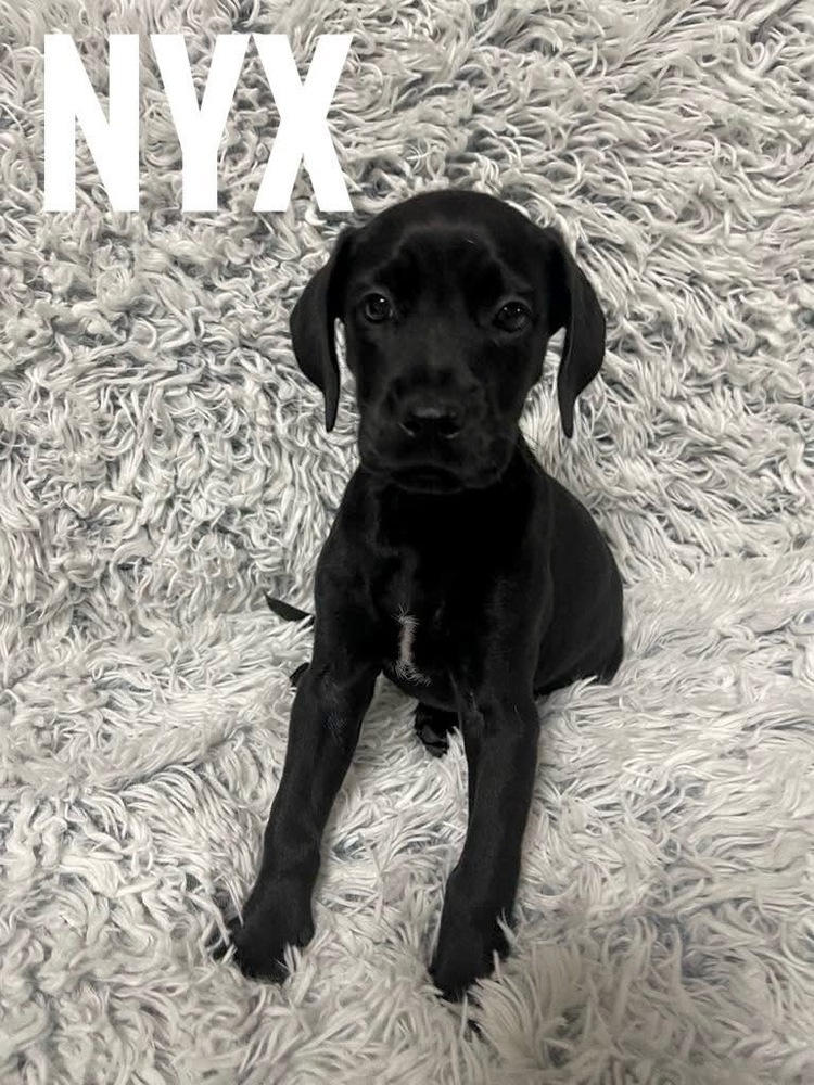 Nyx