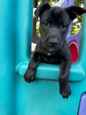 Siberian, Baby Male Pit Bull Terrier