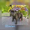 Siberian photo 2