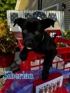 Siberian photo 4
