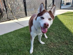 Rotisserie, Adult Female Siberian Husky