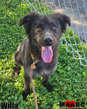Willa Retriever Dog