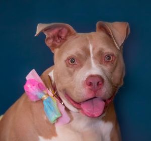 Hello Im Mimosa a sweet and smart lady with a mellow disposition My friends here say Im quite t