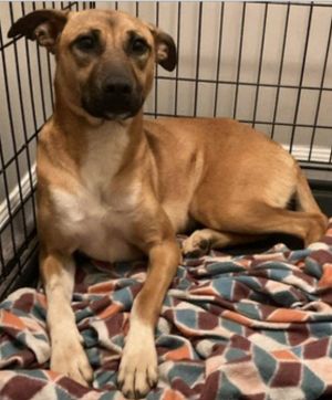 Please contact ADOPTION adoptdoggieharmonyorg for more information about this petSocial butterf