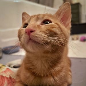 Rigatoni, Baby Male unknown