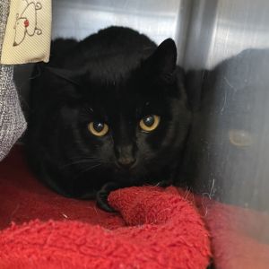 Bexley is shy and takes a while to make friends Other cats are a hit and miss with this boy
