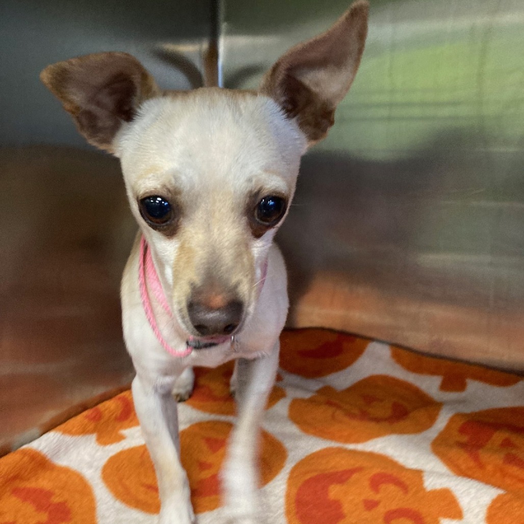 Tiny (pink collar)