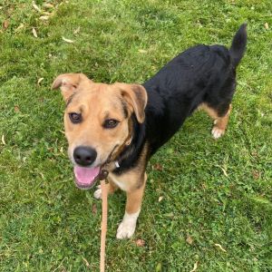 Bruno Shepherd Dog