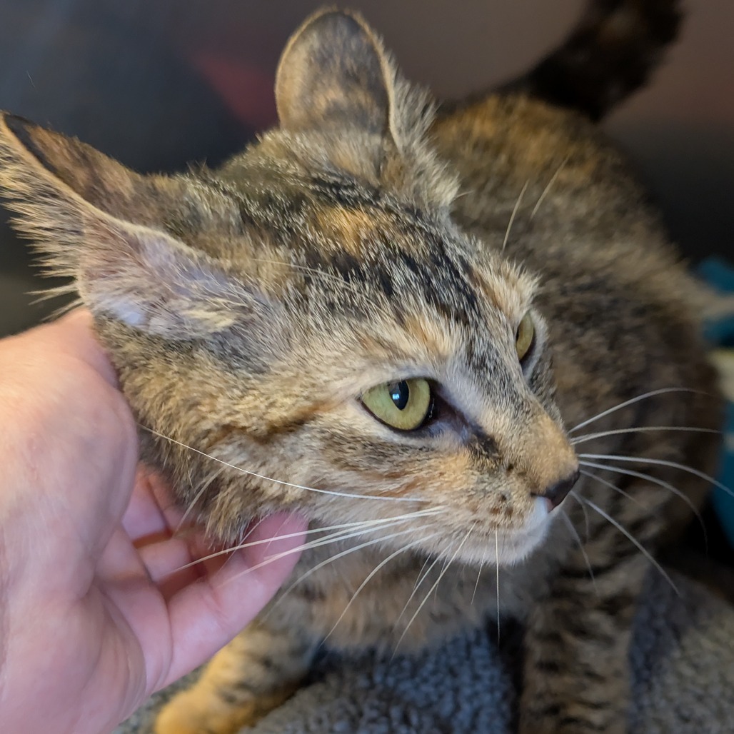 Tillie the Torbie