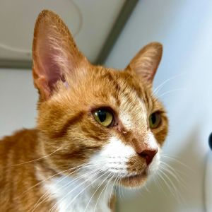 Garfield, Young Male Domestic Short Hair