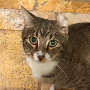 Luigi, Adult Male Domestic Short Hair