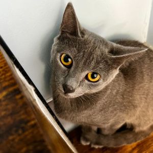 Nina, Young Female Domestic Short Hair