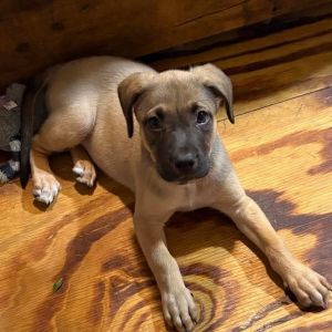 May Litter 3 - Athena, Baby Female Beagle