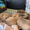 May Litter 3 - Athena photo 2