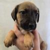 May Litter 3 - Athena photo 3
