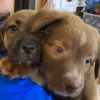May Litter 3 - Athena photo 4