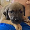 May Litter 3 - Athena photo 5