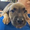 May Litter 3 - Athena photo 6