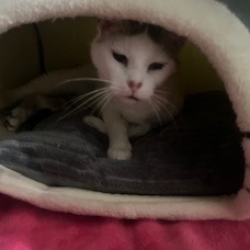 Oatmeal, Adult Female unknown