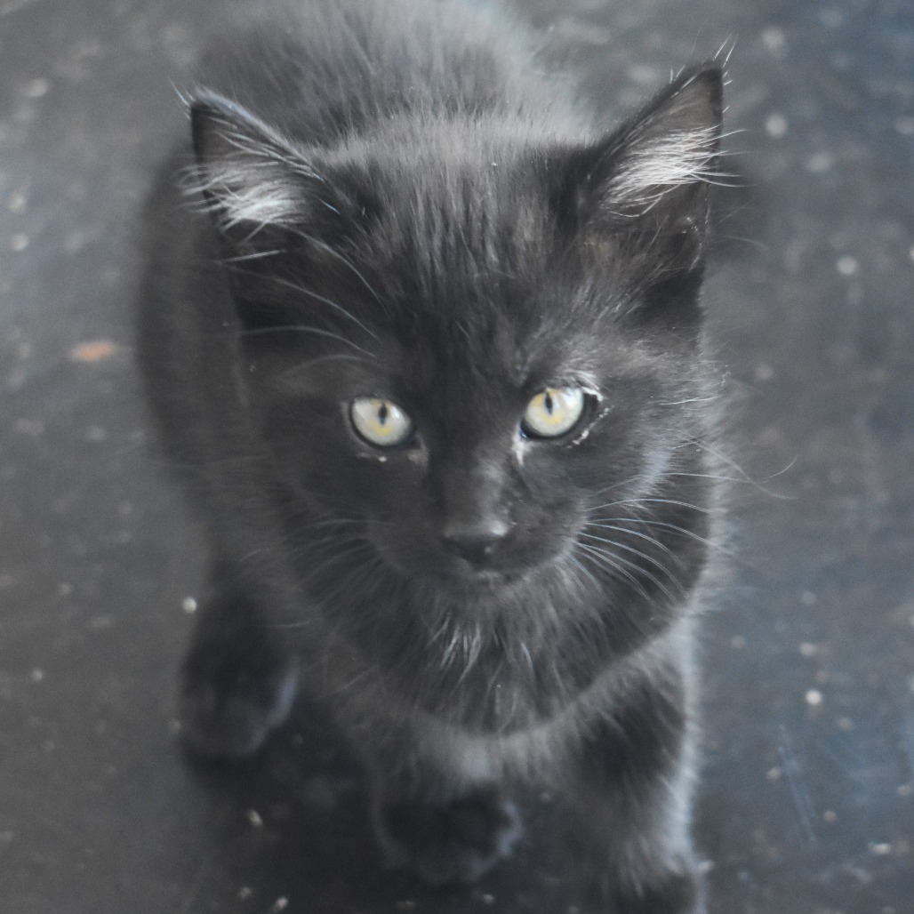 Montana (25-2F-1), an adoptable Domestic Short Hair in Rifle, CO, 81650 | Photo Image 1