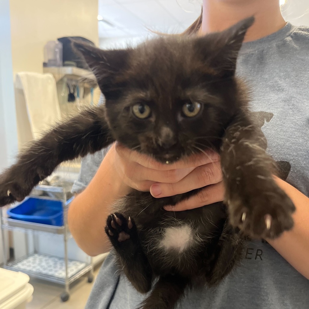 Montana (25-2F-1), an adoptable Domestic Short Hair in Rifle, CO, 81650 | Photo Image 2