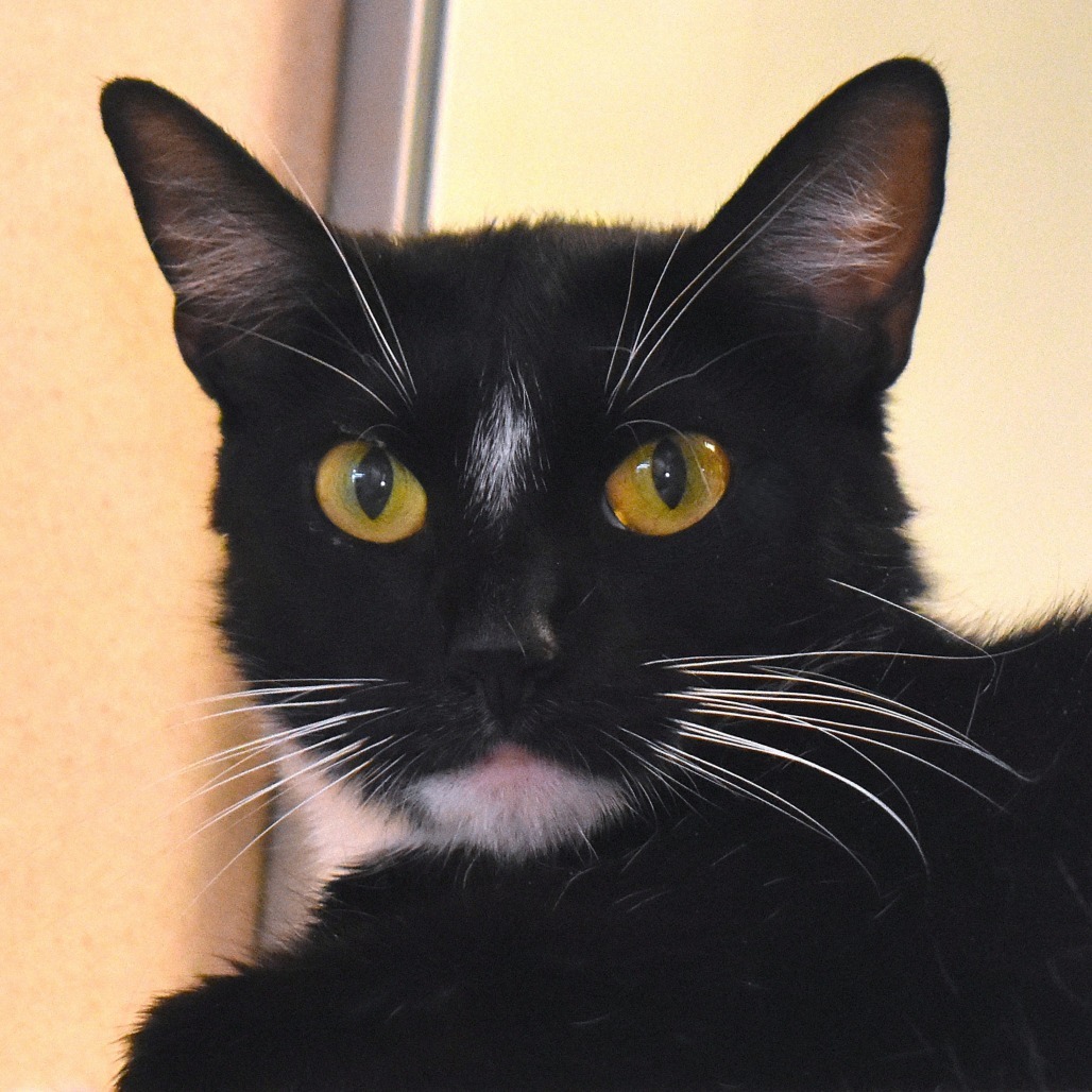 States (25-2F-Mom), an adoptable Domestic Short Hair in Rifle, CO, 81650 | Photo Image 1
