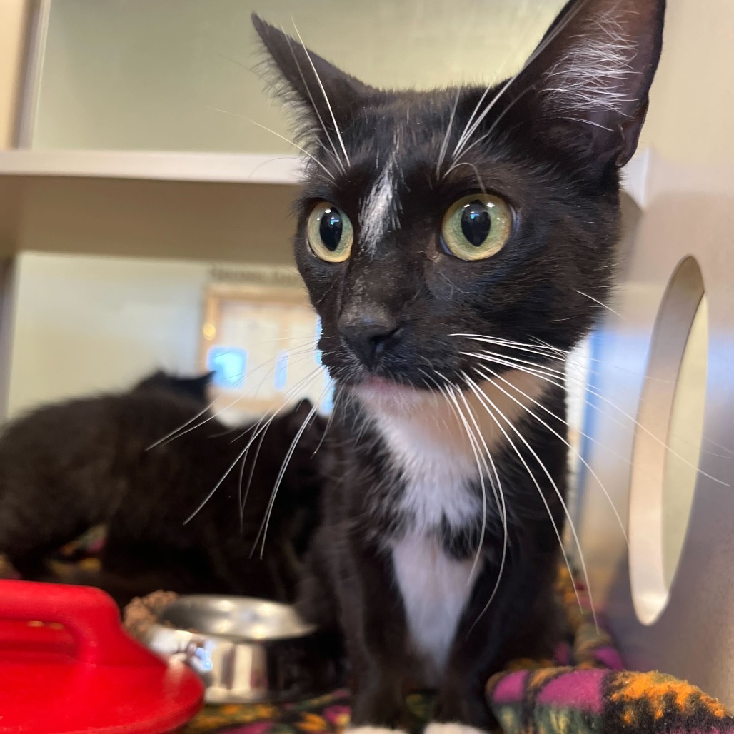 States (25-2F-Mom), an adoptable Domestic Short Hair in Rifle, CO, 81650 | Photo Image 2