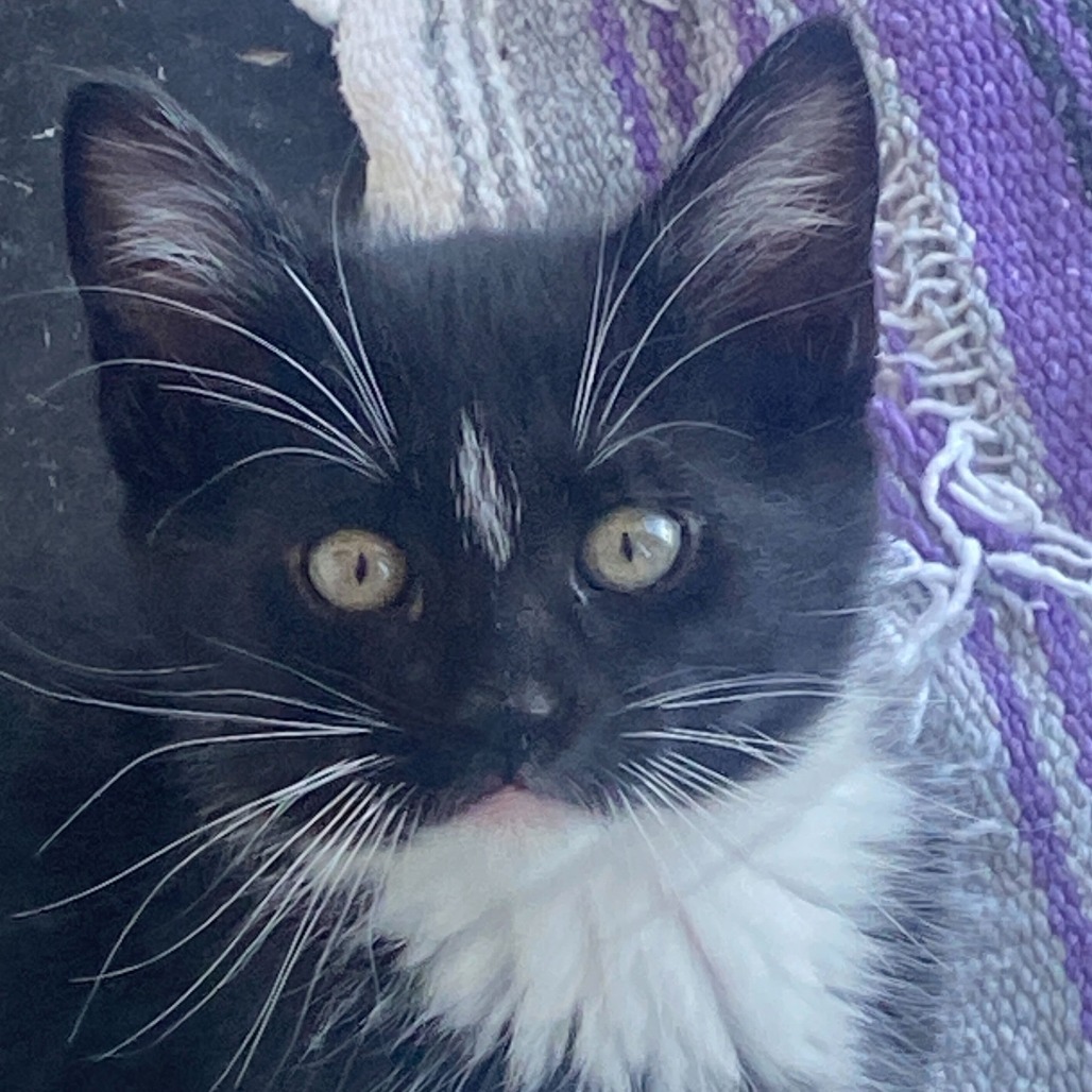 Idaho (25-2F-2), an adoptable Domestic Short Hair in Rifle, CO, 81650 | Photo Image 1