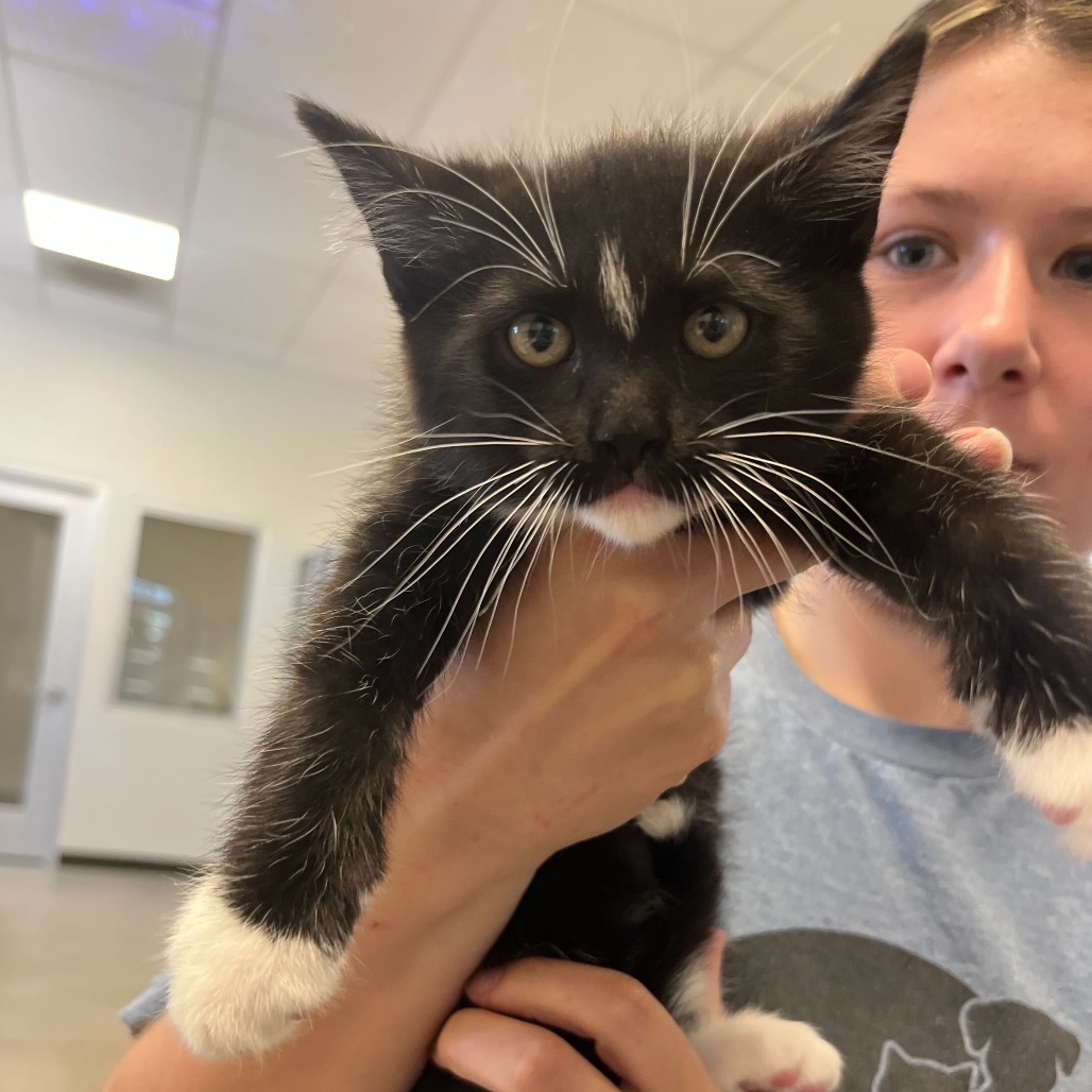 Idaho (25-2F-2), an adoptable Domestic Short Hair in Rifle, CO, 81650 | Photo Image 2
