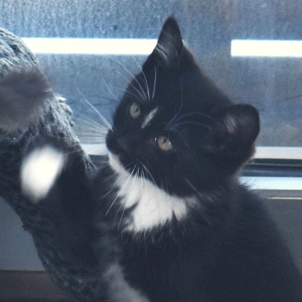 Idaho (25-2F-2), an adoptable Domestic Short Hair in Rifle, CO, 81650 | Photo Image 3