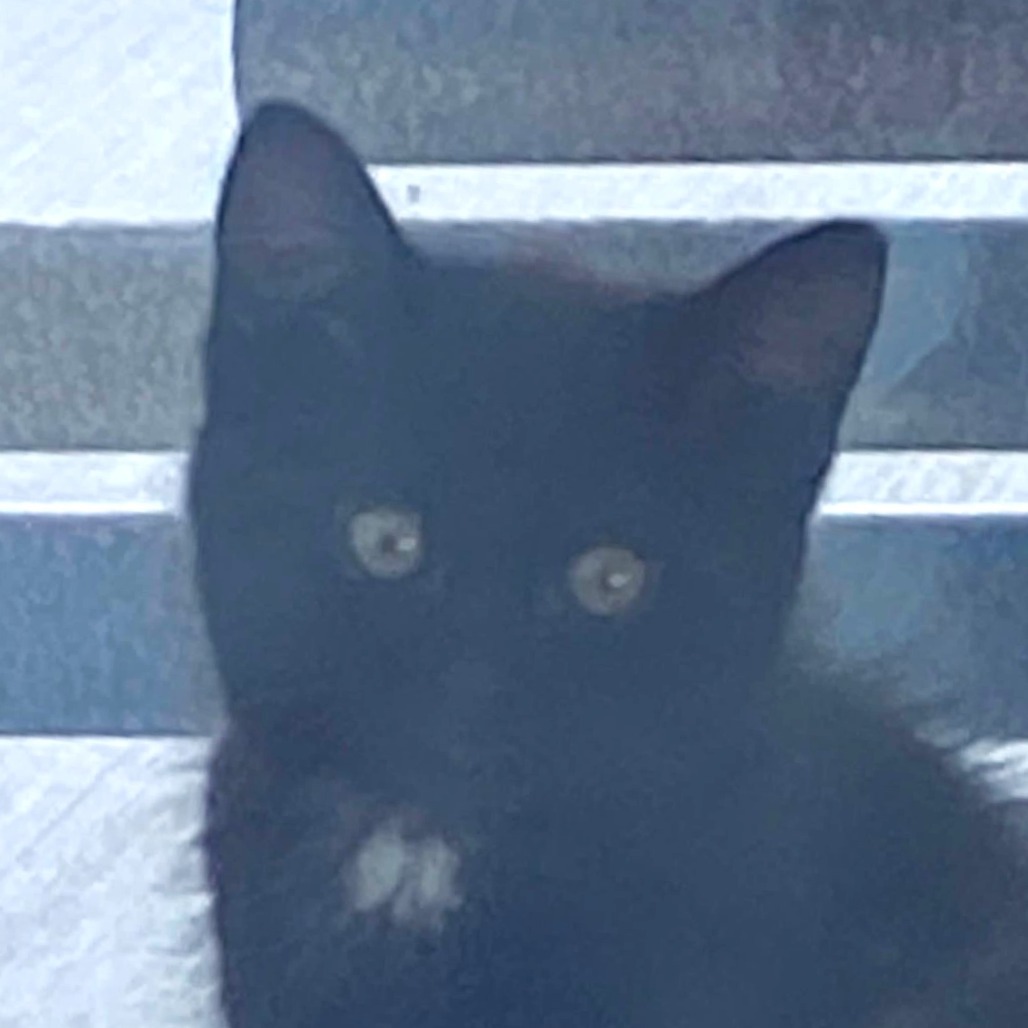Oregon (25-2F-3), an adoptable Domestic Short Hair in Rifle, CO, 81650 | Photo Image 1