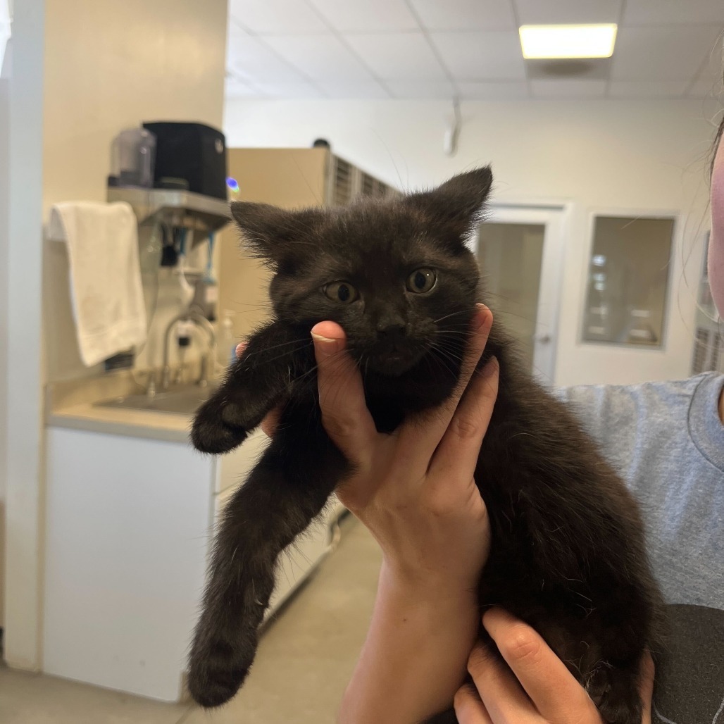 Oregon (25-2F-3), an adoptable Domestic Short Hair in Rifle, CO, 81650 | Photo Image 2