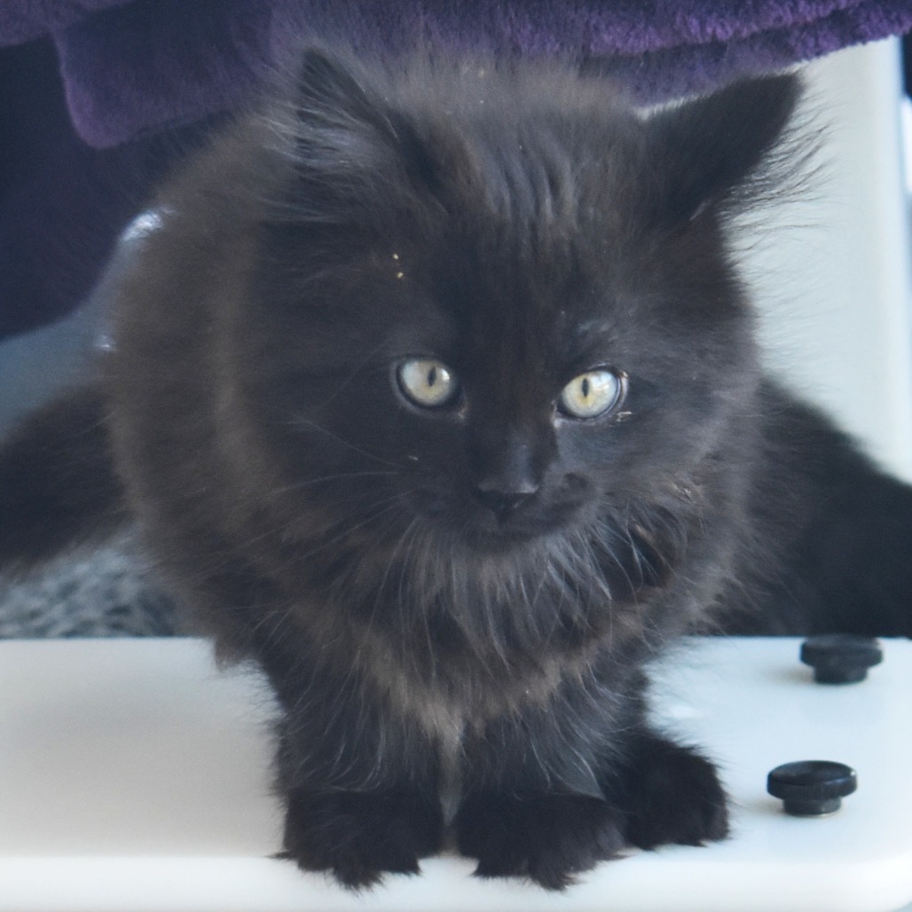 Colorado (25-2f-4), an adoptable Domestic Medium Hair in Rifle, CO, 81650 | Photo Image 1