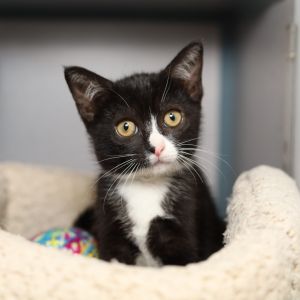 Nibbler, Baby Female Domestic Short Hair