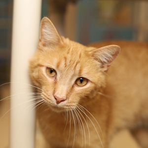 Frybert J Cranesworth (aka Fry), Adult Male Domestic Short Hair