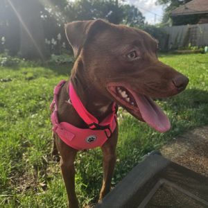 Queenie, Young Female Mixed Breed