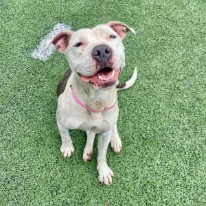 Cypress, Adult Female Mixed Breed