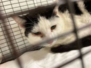 Hello I am available for adoption as an outdoor barn or working cat I am under-socialized and migh