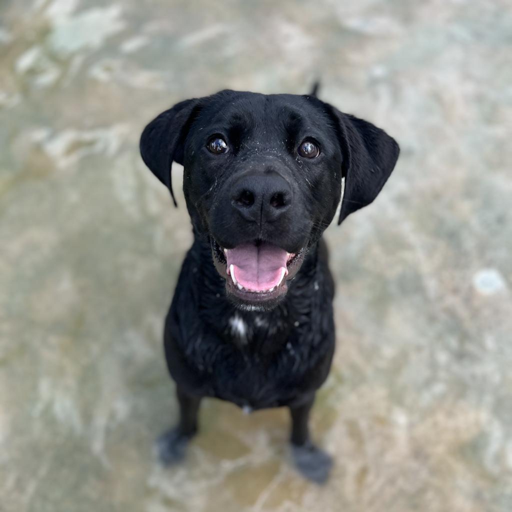 Goldfish aka Olive