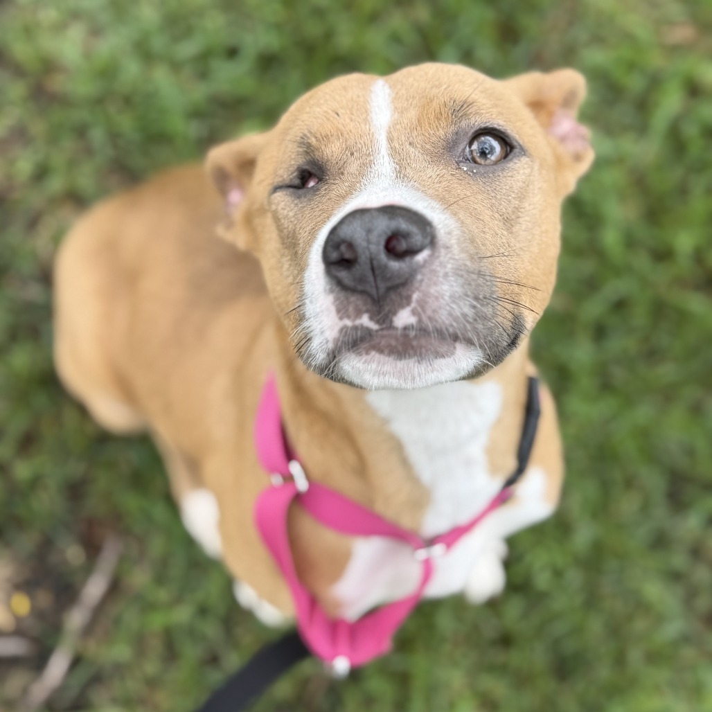 Nala