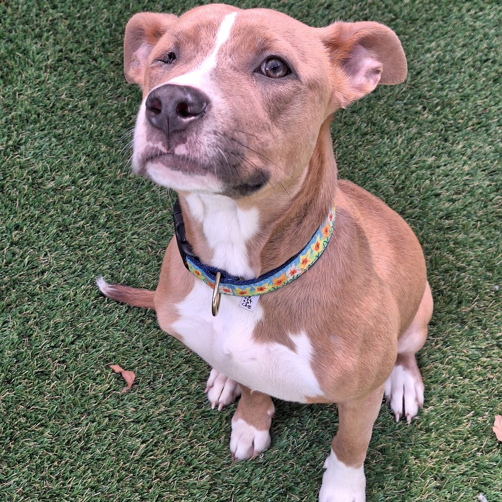 Nala