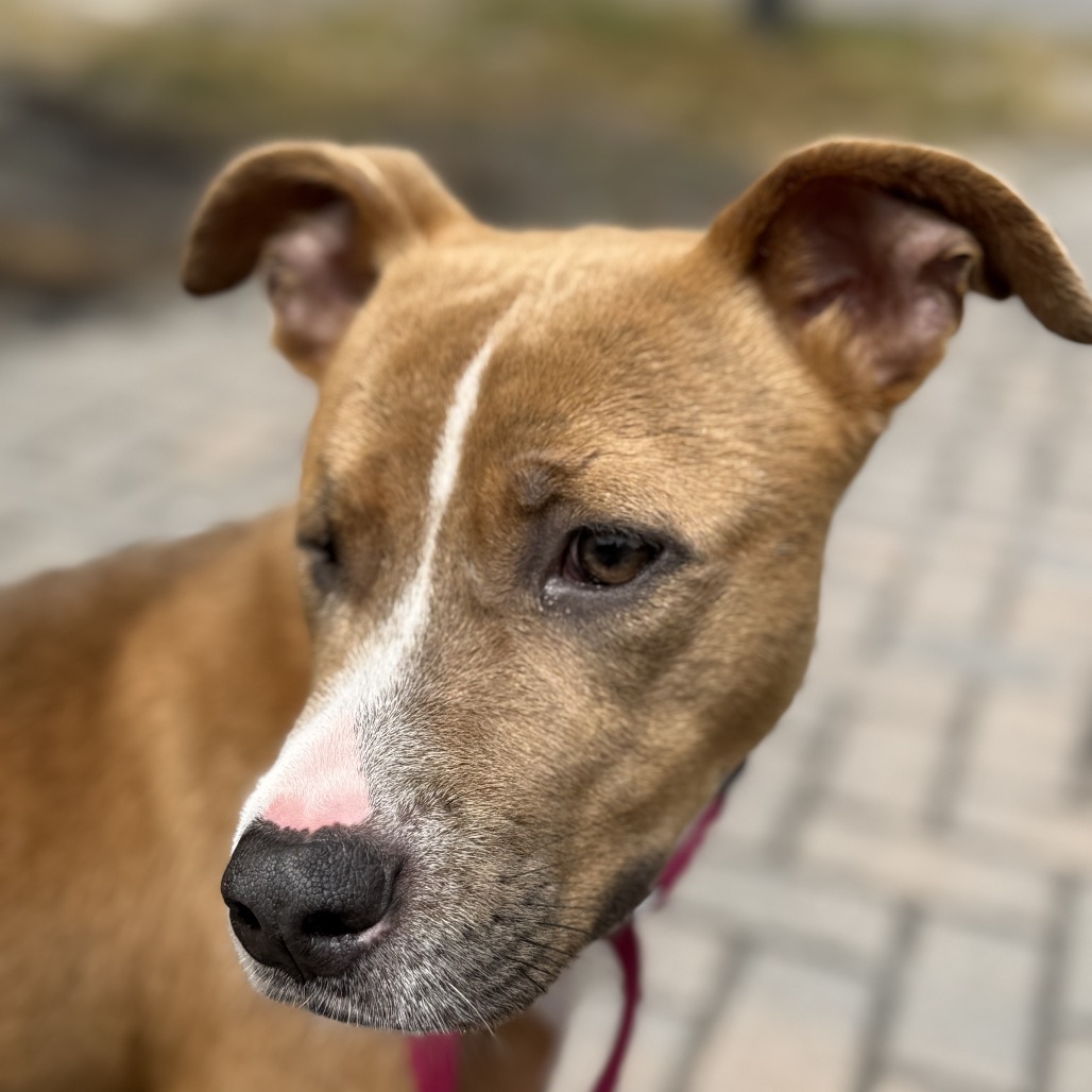 Nala