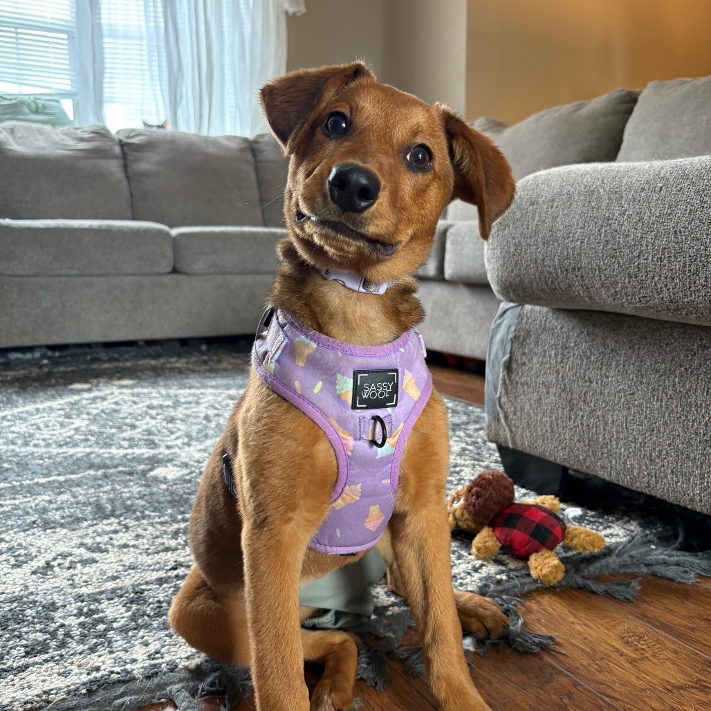 Piper