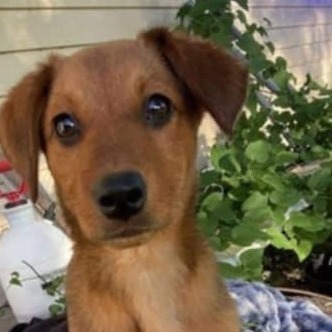 Piper
