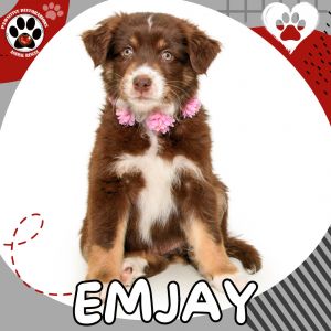 EMJAY, Baby Female Australian Shepherd