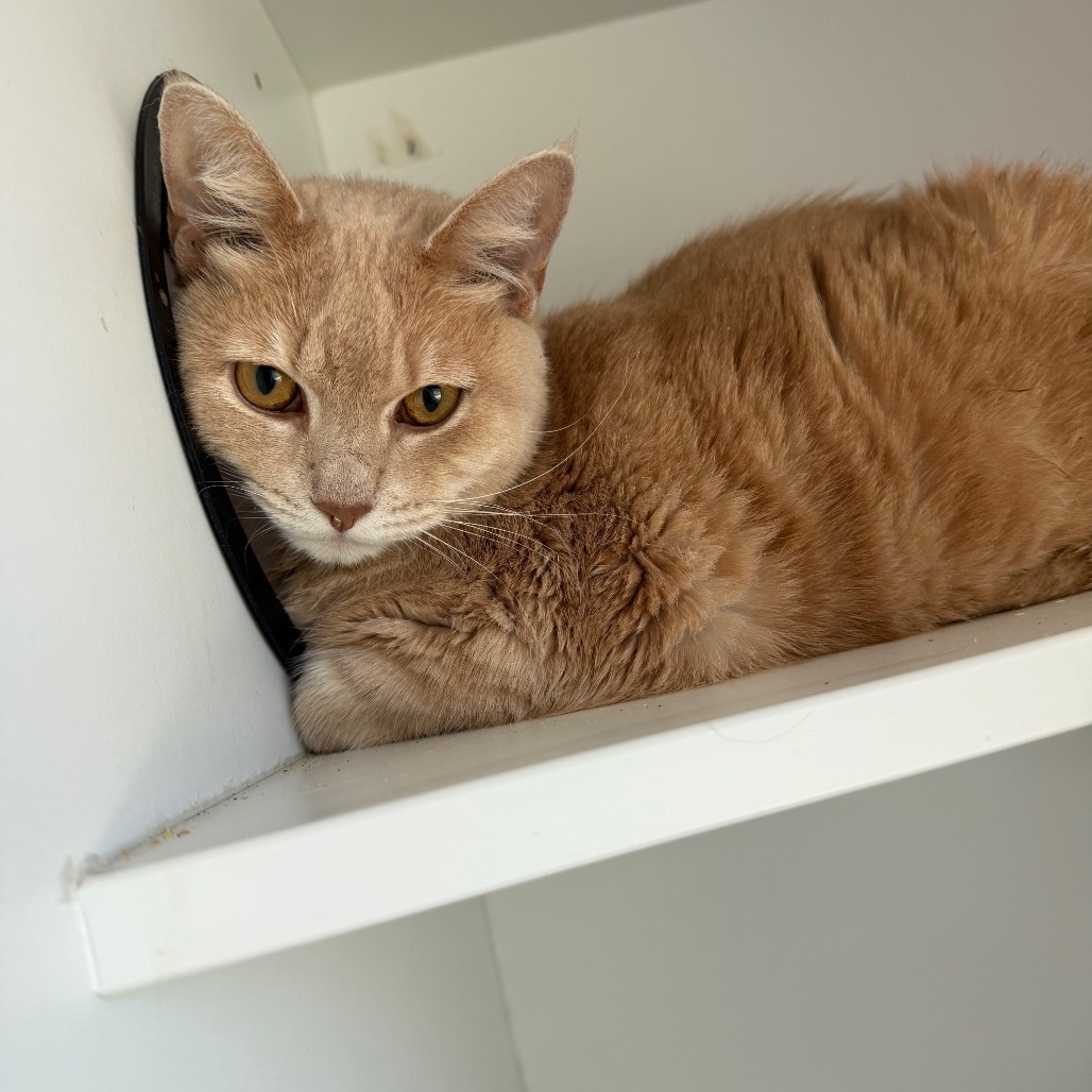 Clove, an adoptable Munchkin, Domestic Short Hair in Port Richey, FL, 34668 | Photo Image 1