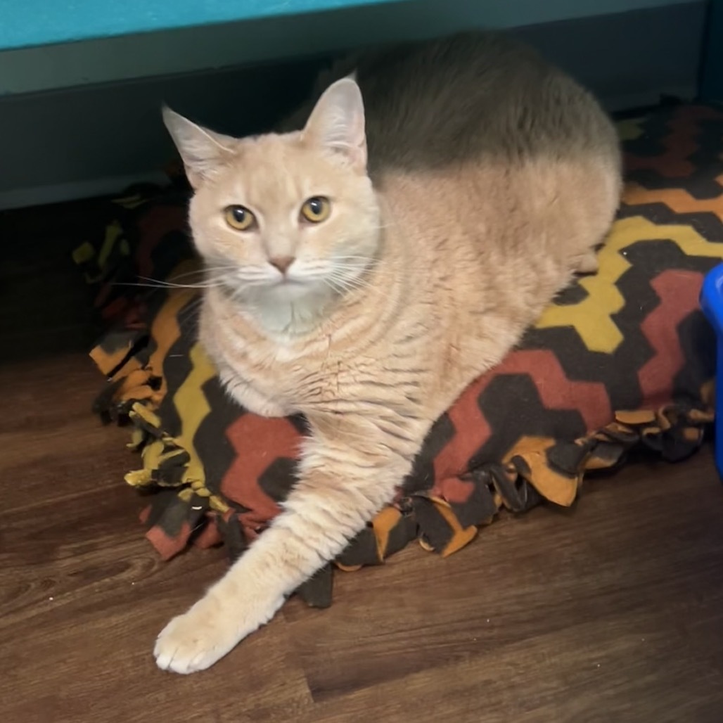 Clove, an adoptable Munchkin, Domestic Short Hair in Port Richey, FL, 34668 | Photo Image 2
