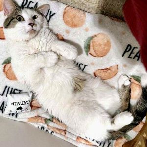 Meet James Bond a smooth sweet-talking charmer with a soft spot for the ladies This adorable guy 
