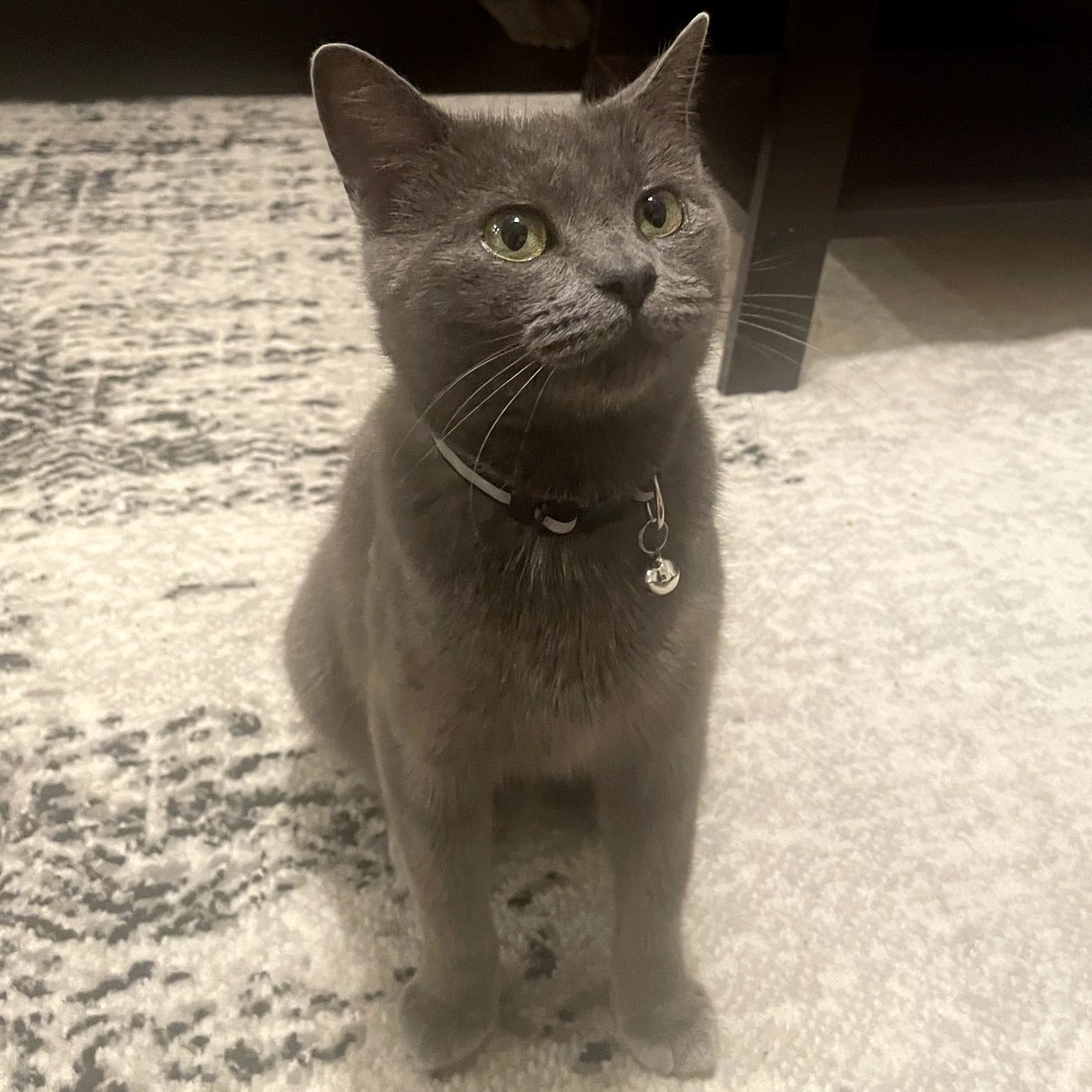 Gracie
