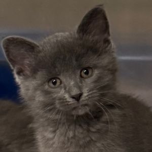 Echo 54C25, Young Male Domestic Short Hair